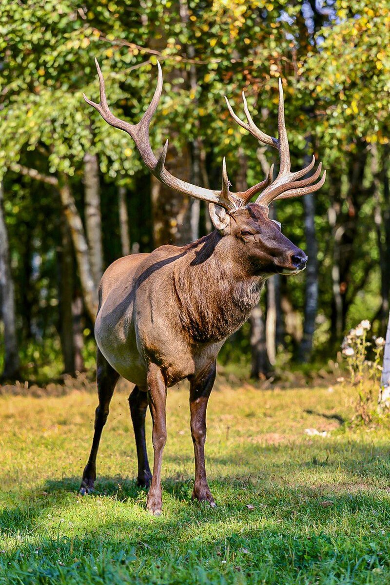 Маралы прекрасны и наблюдать за ними - одно удовольствие. 
