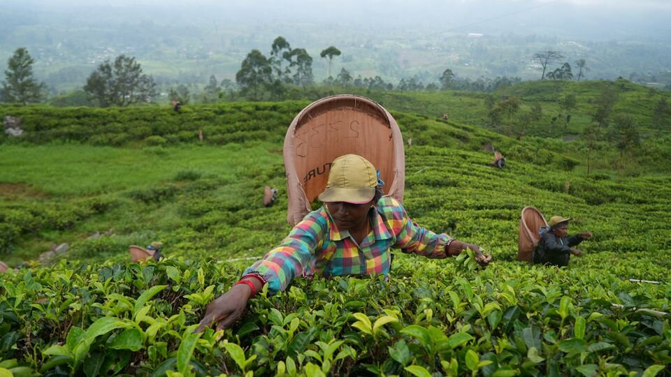 Сборщик чая на плантации в Норвуде, Центральная провинция, Шри-Ланка. Reuters/Joseph Campbell