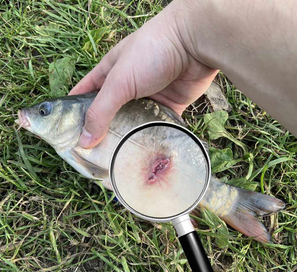 Зараженный карп