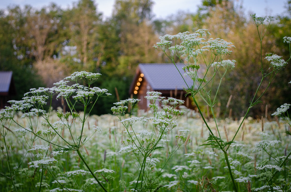 Ladoga Home