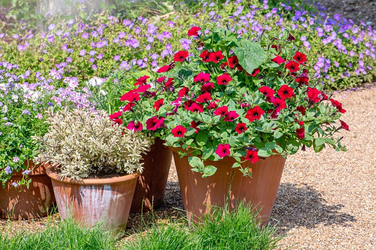 Цветы на вашей даче.