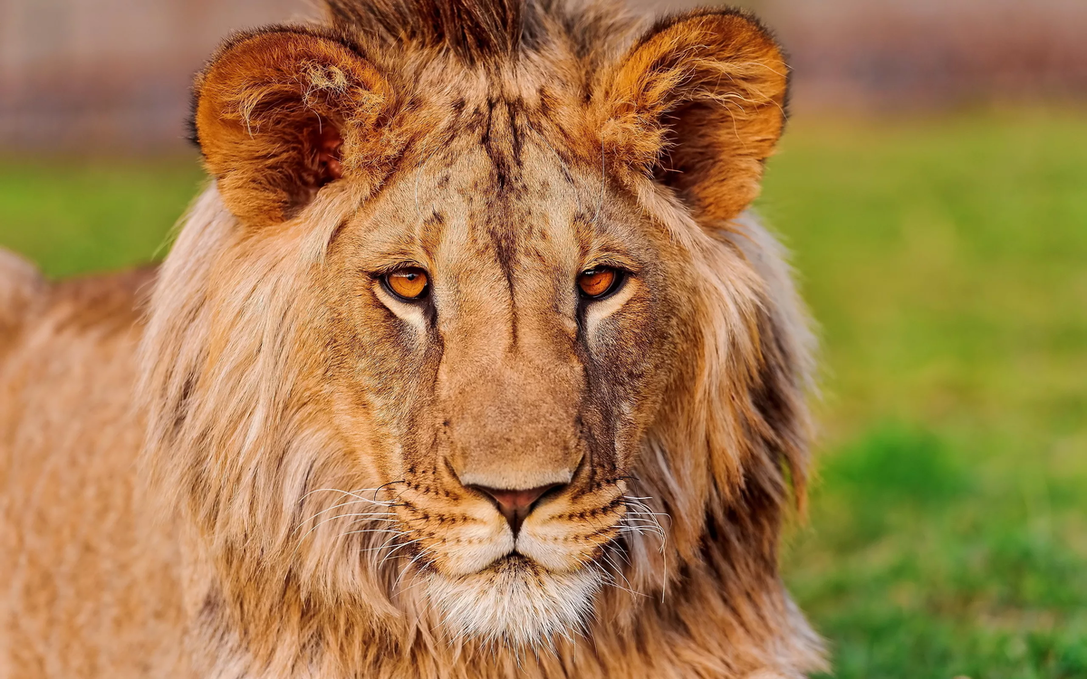 Фото взято из общего доступа в сети интернет