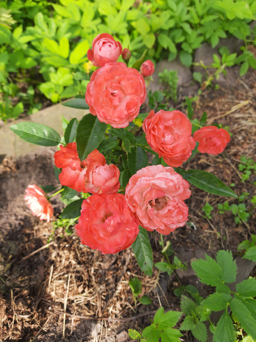Спрей роза. Название забыла. 