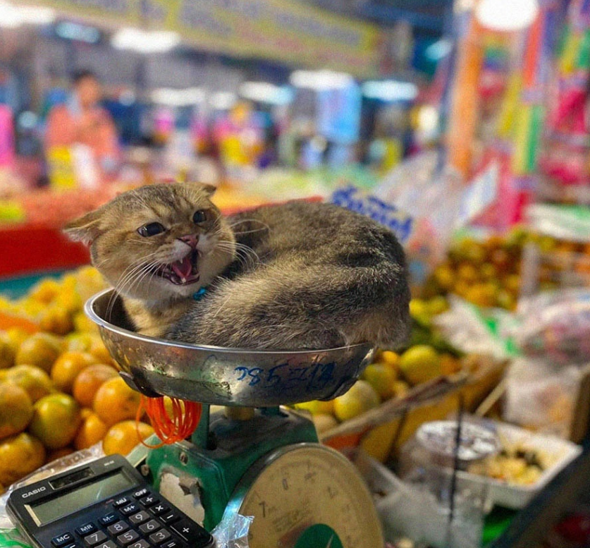 Кошичкина полиция