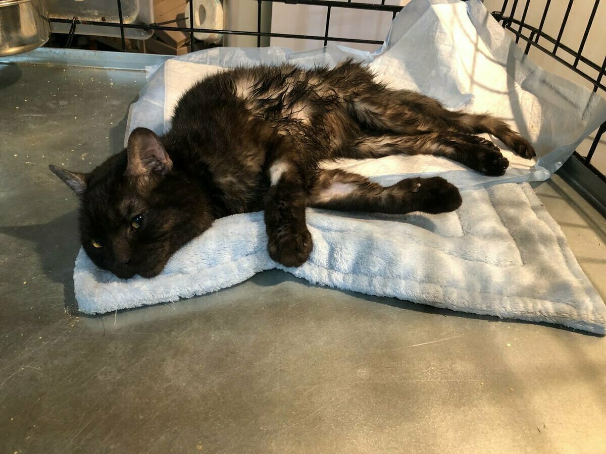 Отжали мочевой