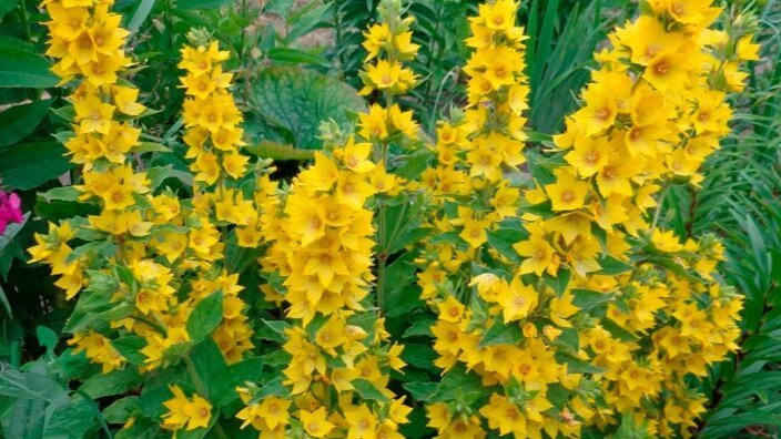 Популярный вид у садоводов - вербейник точечный