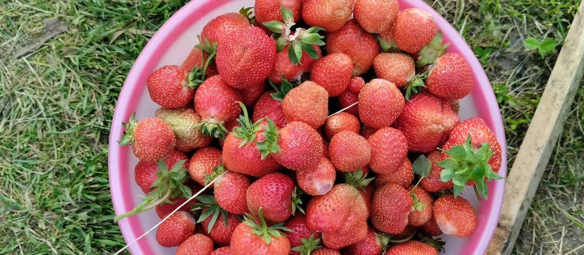 Ведро с клубникой