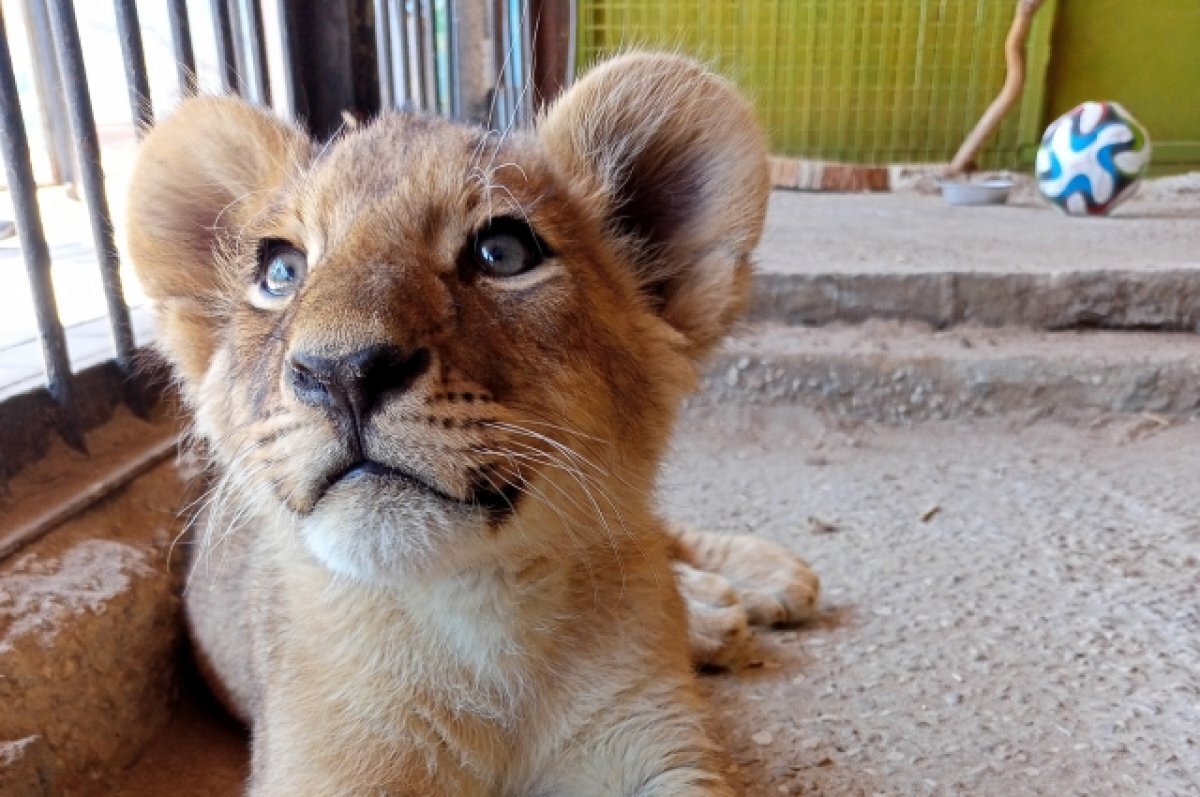    Ласковый Алтай.