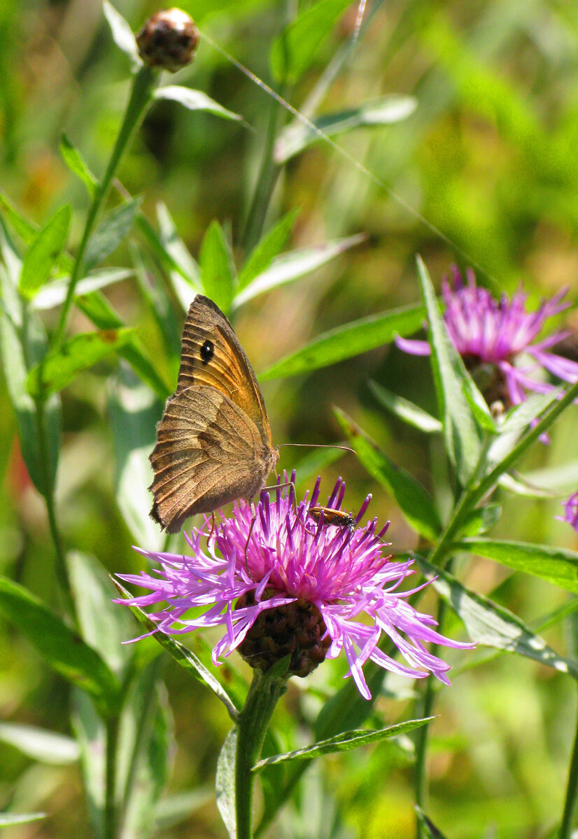 Бабочка и жучок пасутся на одном цветке. Фото Наталии ТРОФИМОВОЙ.