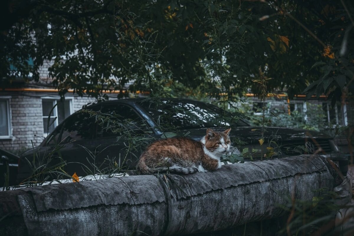 Новости коте. Будни кота. Кот новости.