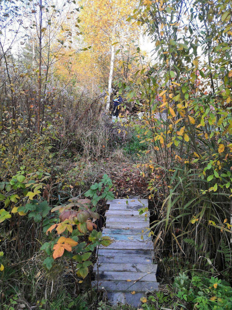 Участок был совсем заброшенным 