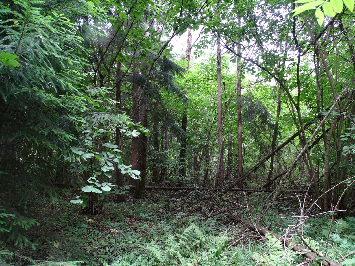 Фото Старого Солдата. 30.06.2023