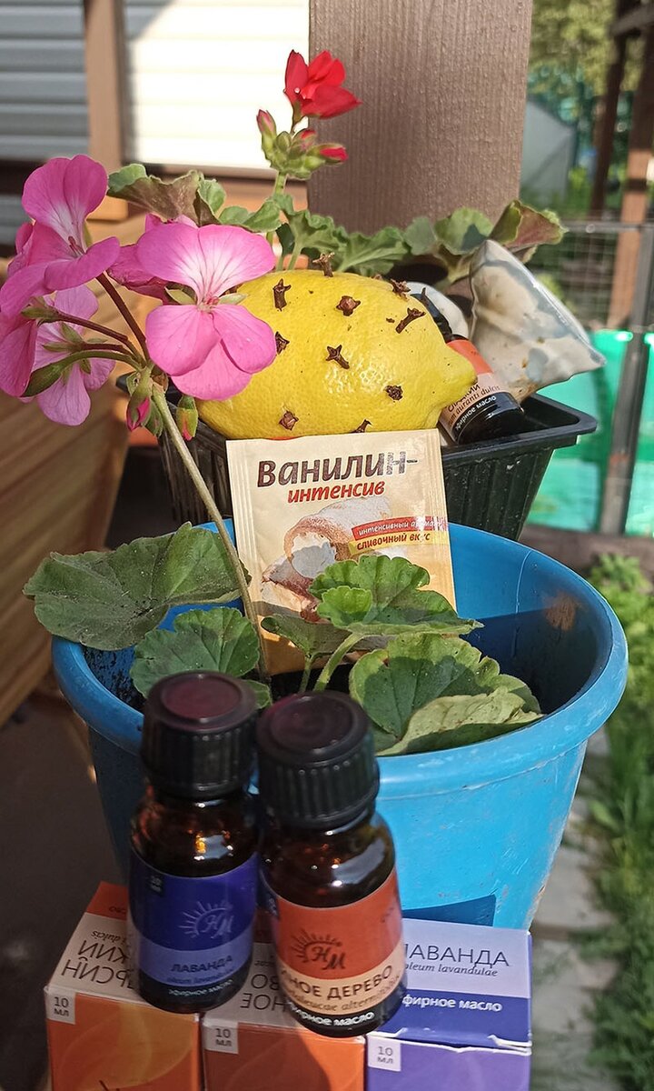    По отзывам из интернета помогают эфирные масла, цветы герани, лимон, утыканный гвоздикой, и вода с ванилином. Анна КУКАРЦЕВА