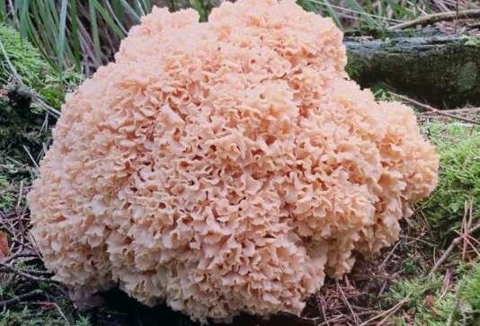 Фото из красной книги.