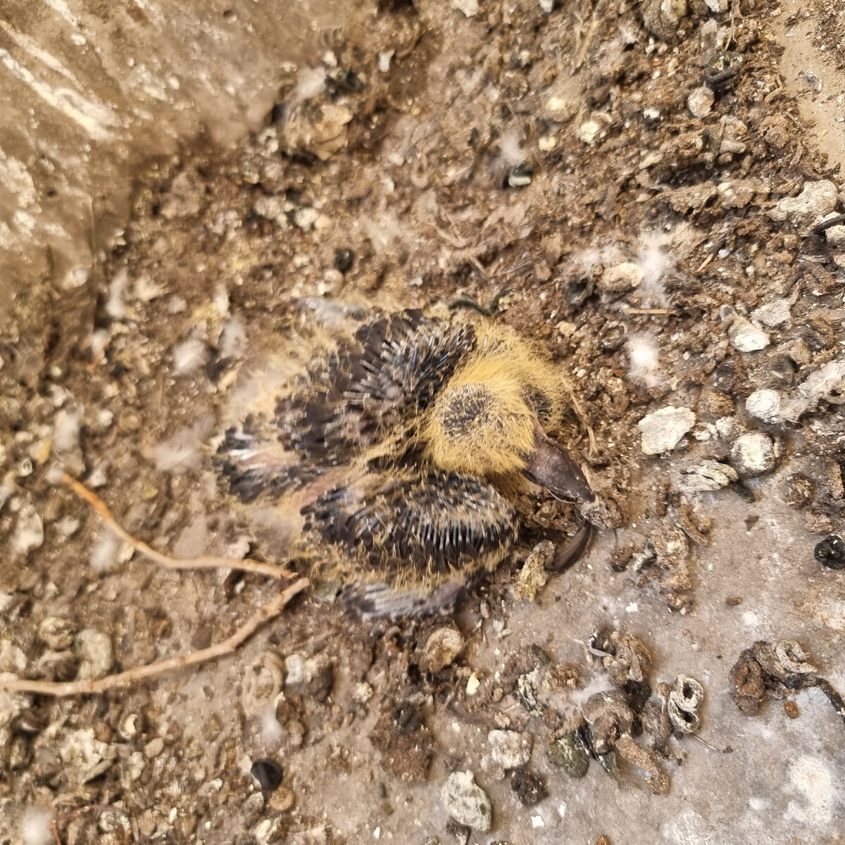 потомство голубей на вашем балконе