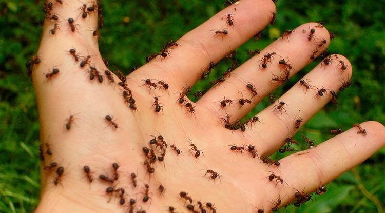 Если эти насекомые появились на вашем участке, хорошего не жди. Они начнут строить свои дома где попало. На грядках и в корнях у плодовых деревьев.