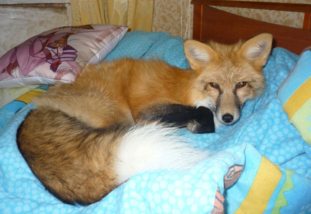 лиса спит в кровати