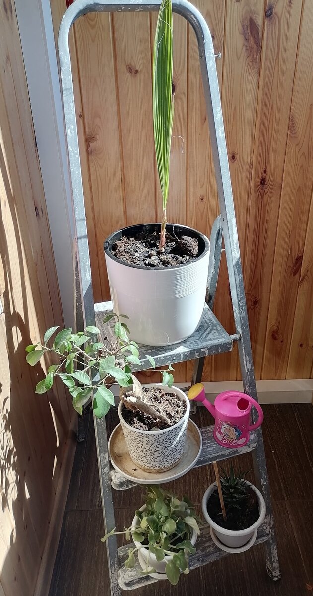 Как сделать крутую вещь из обычной старой стремянки.  Вариантов на самом деле много. Это может быть полка для книг, подставка для инструментов и ещё куча всего. Я очень люблю цветы и место для них в квартире стремительно заканчивается, поэтому стремянку я приспособила именно для цветов. Ничего сложного. Просто отвезла на дачу, помыла почистила и покрасила.
