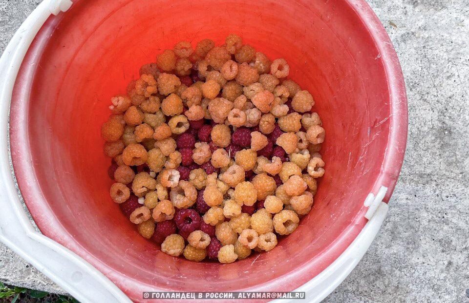 Жёлтая малина - увидел впервые.