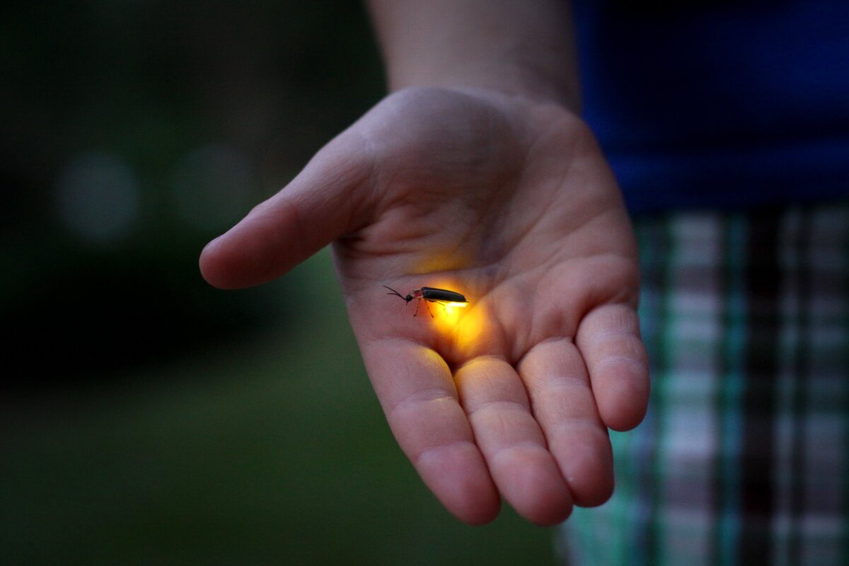 Вероятно самые известные из светящихся насекомых – сверчки, которые используют биолюминесценцию для общения друг с другом