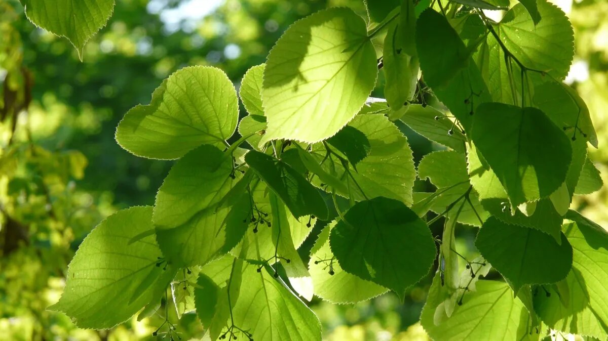 Можно собирать цветки от липы на праздник 4 июля - Ульянов день. Фото: www.piqsels.com