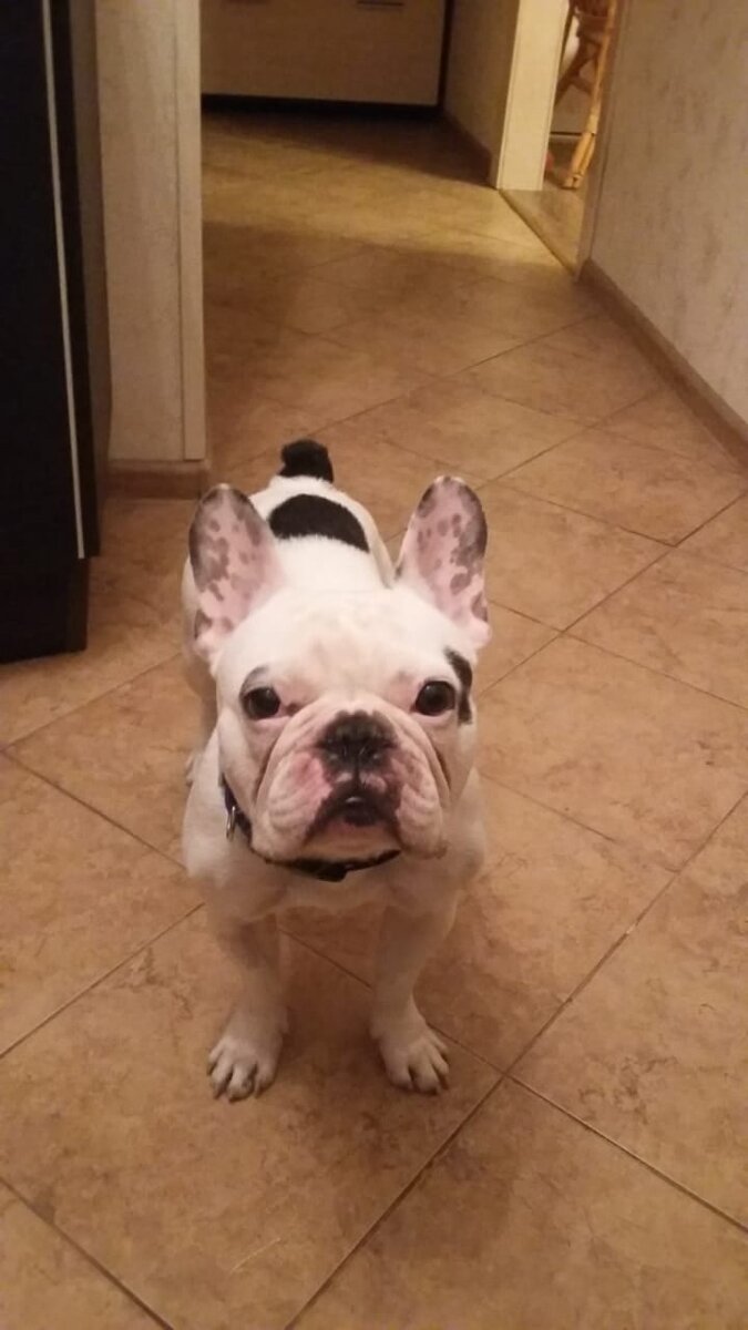 Первые фото Рокса в группе помощи