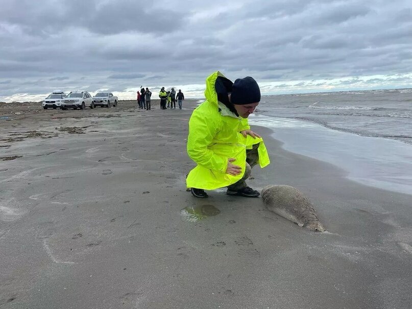 Погибший тюлень на побережье Каспийского моря в Дагестане Фото: Каспийский природоохранный центр