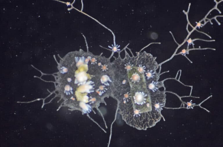    Две колонии Hydractinia symbiolongicarpus / © Huene, A. L. et al., PNAS, 2022