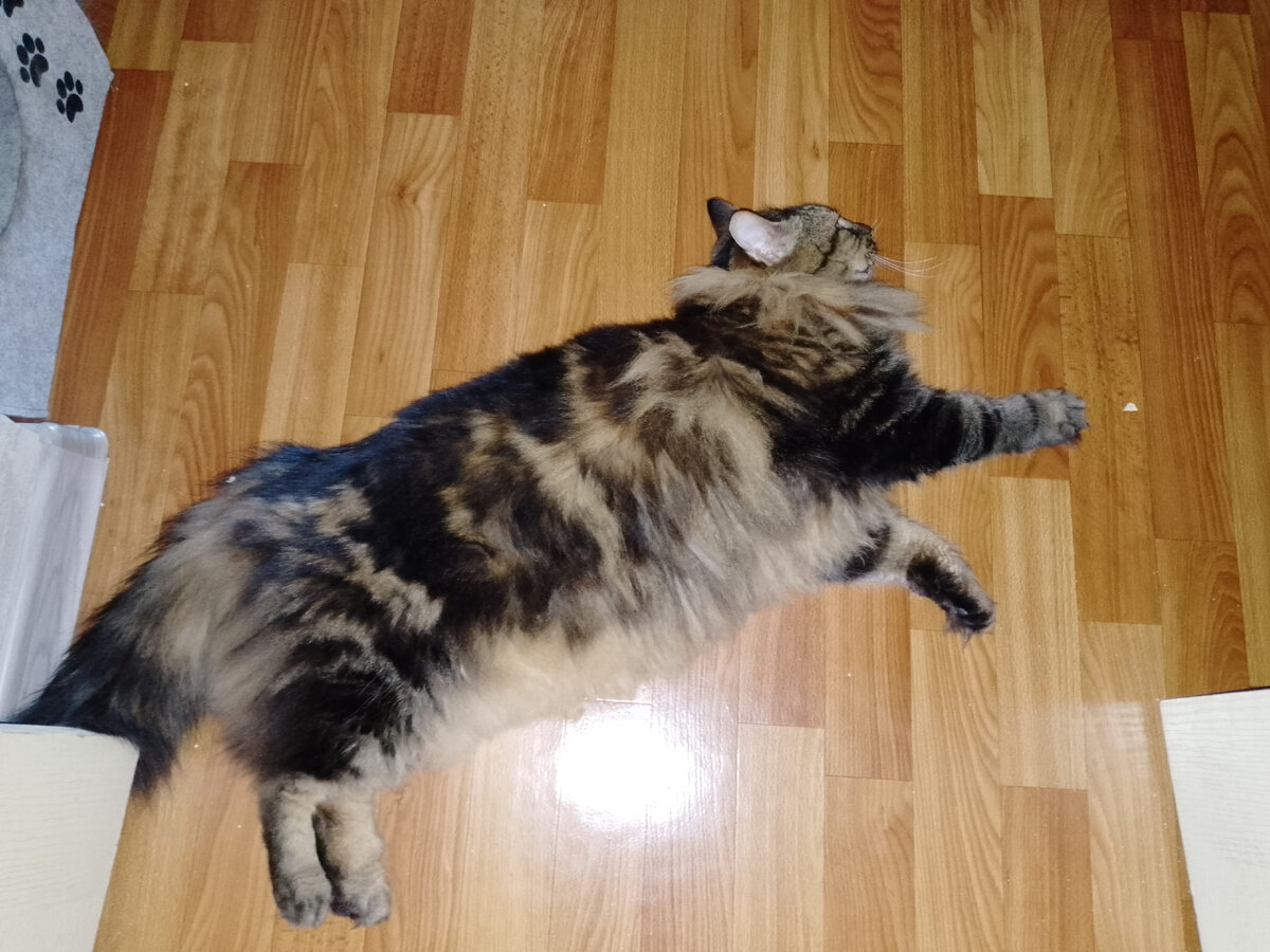 Котоподстава