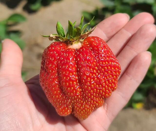 Самые вкусные сорта клубники