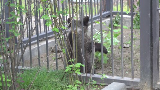 Медвежонок Тюбик ломает кустарник растущий у вольера. 02.07.2023