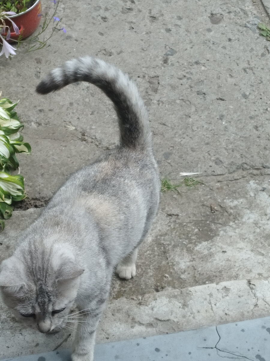 А , Босс 🐈 выйдет погулять ? Мне скучно . Спит он . Пофиг сама пойду будить !