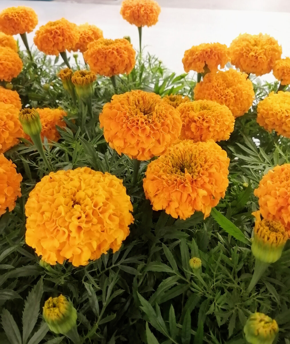 Бархатцы. Фото автора 