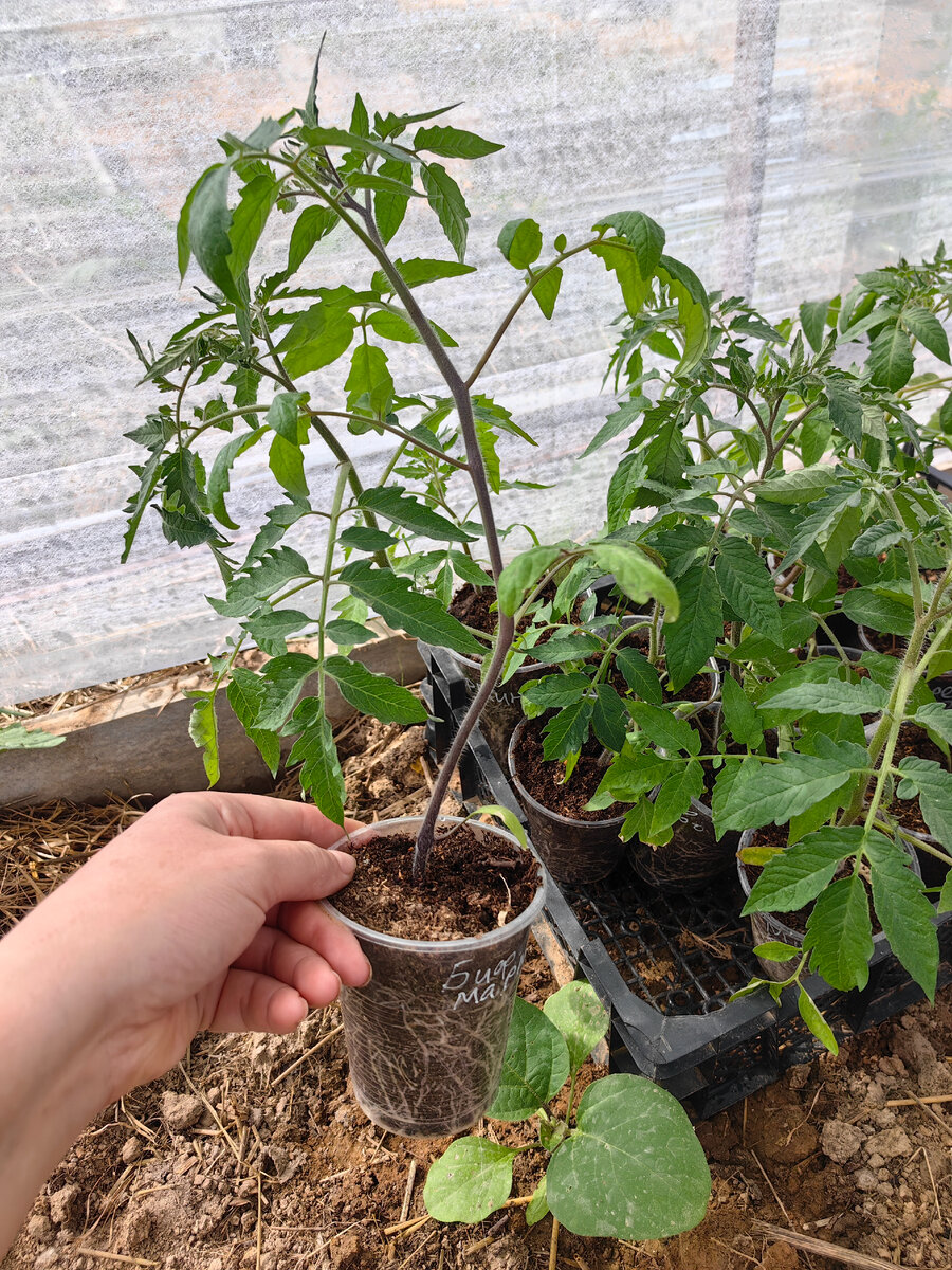 томат Бифштекс Марши