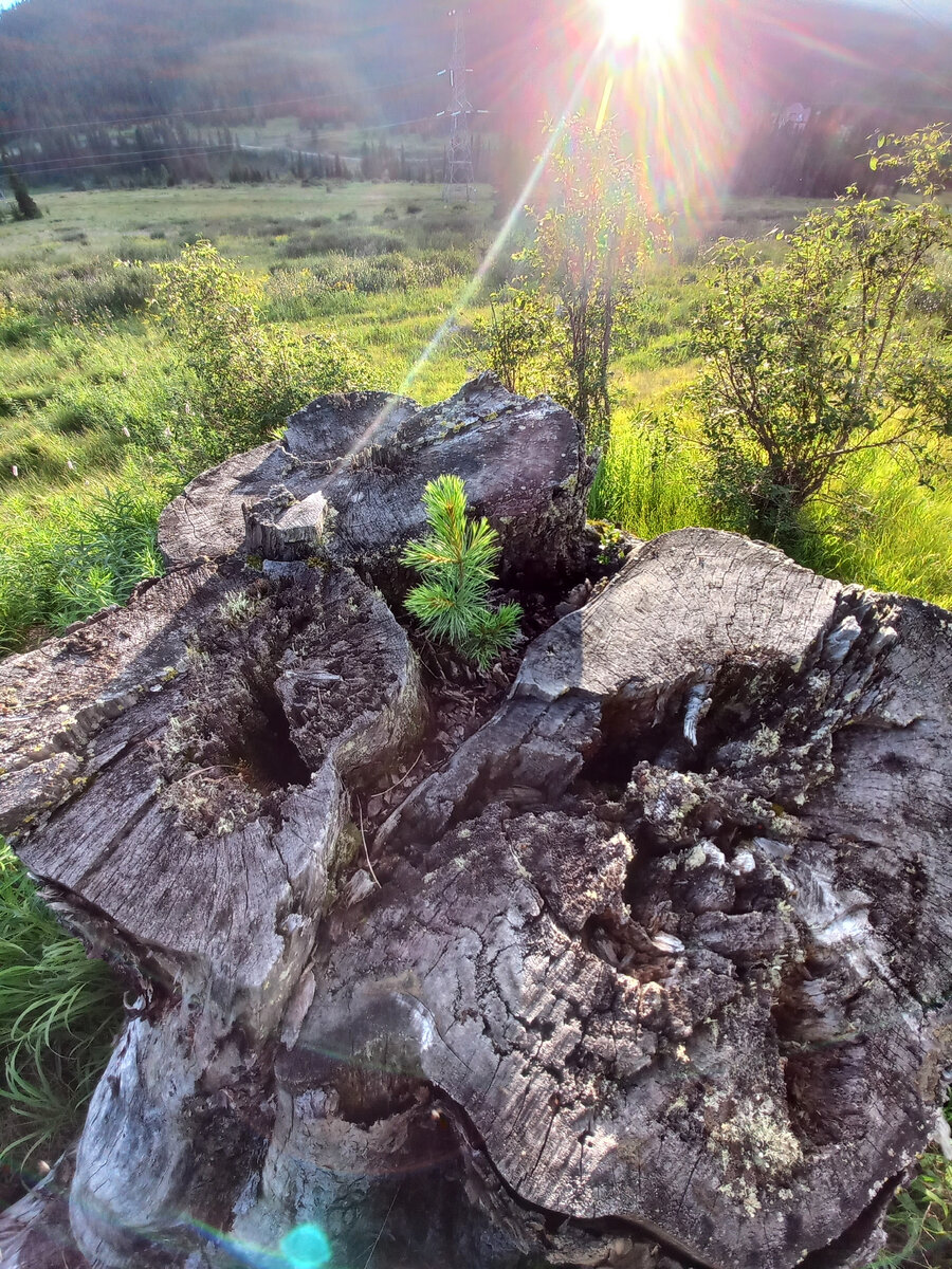 В старом пне кедра вырос молодой кедрик. Кто занёс туда семя(орешек)? Может быть белка,бурундук или кедровка... . Неважно,главное что род продолжился!