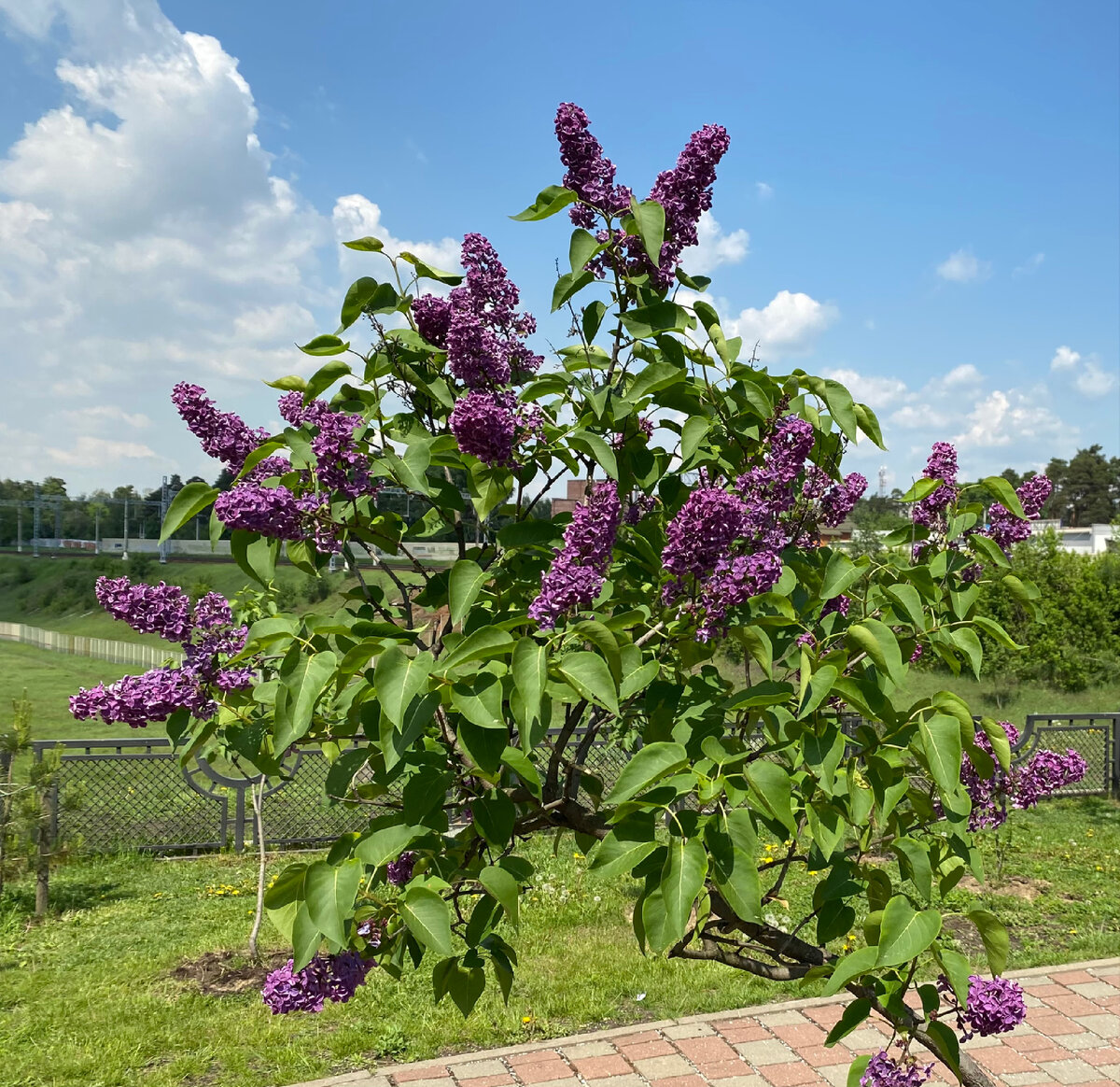 Сегодня увидели вот такую сирень. Цвет особенный, очень сочный.