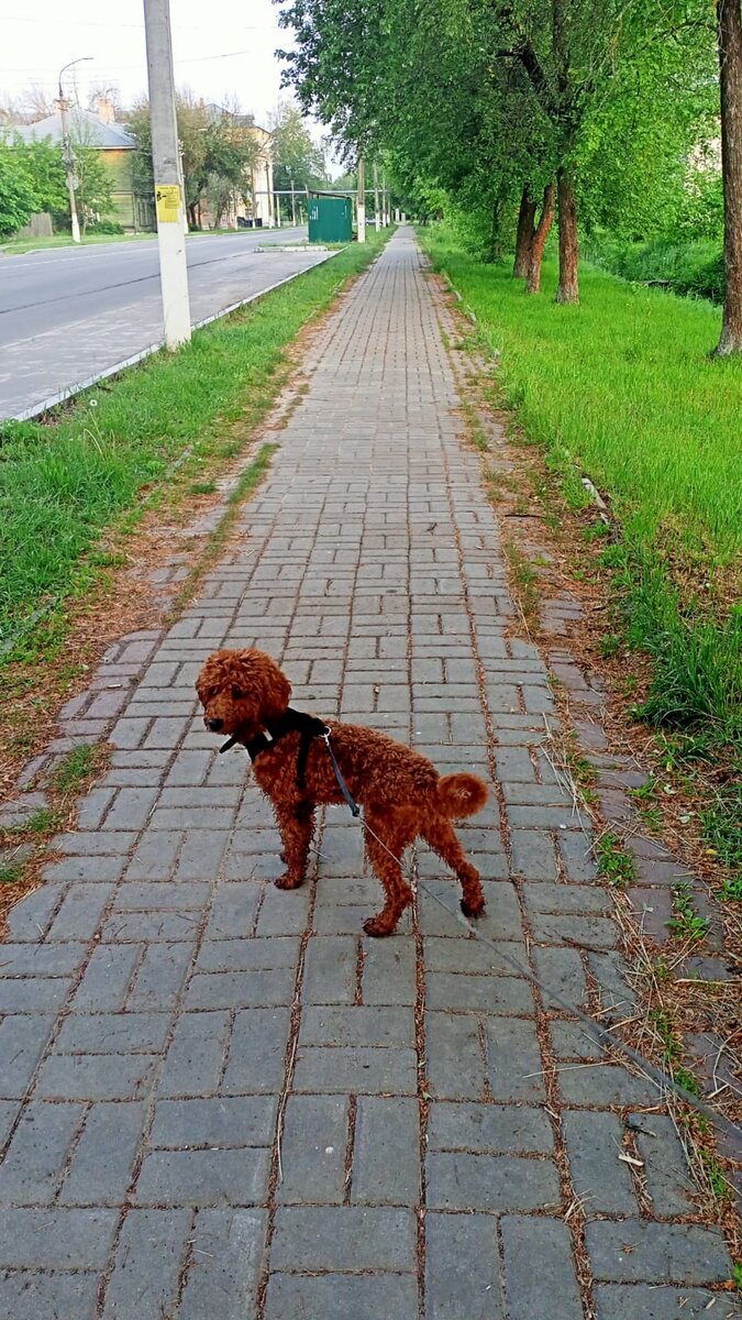 Румпель: - Ну где-где эти собаки, дайте мне их. 