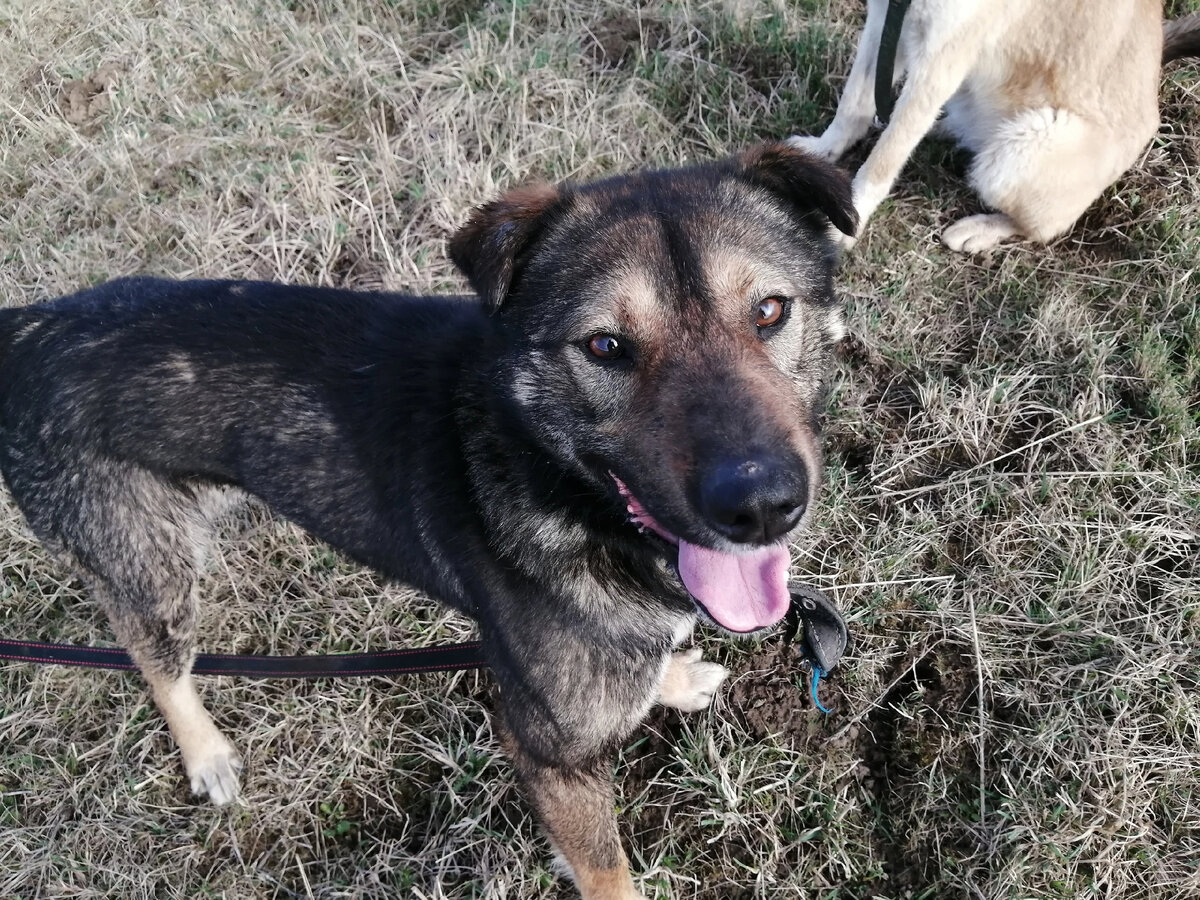 Такой  "стройняшкой" он попал к нам .