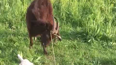 Неудачная попытка | Козленка спасли, не переживайте! | Дзен