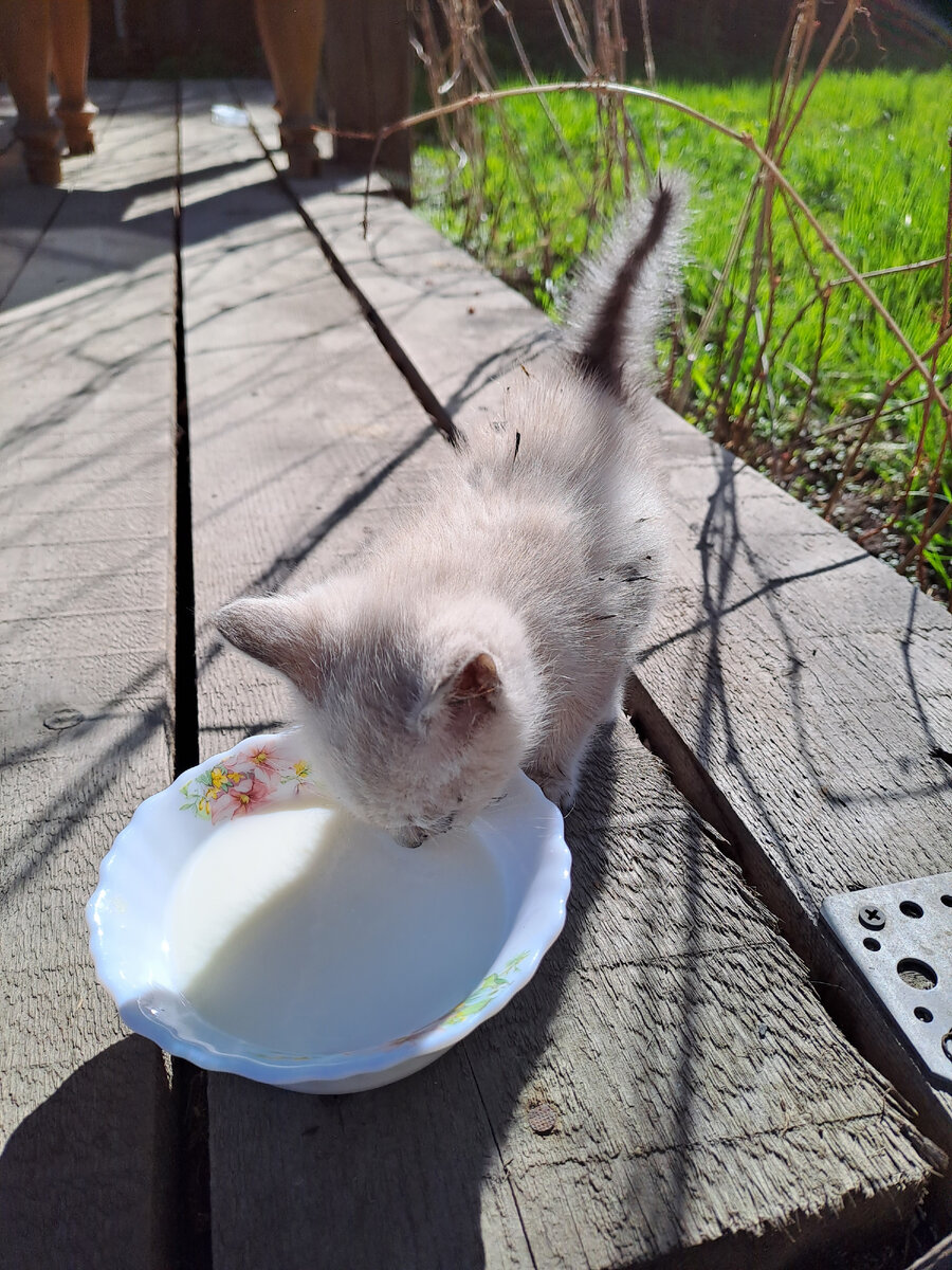 Вот такое чудо к нам приблудилось. Крохотный, замерзший, голодный котёнок. Кроме молока и дать нечего было. 