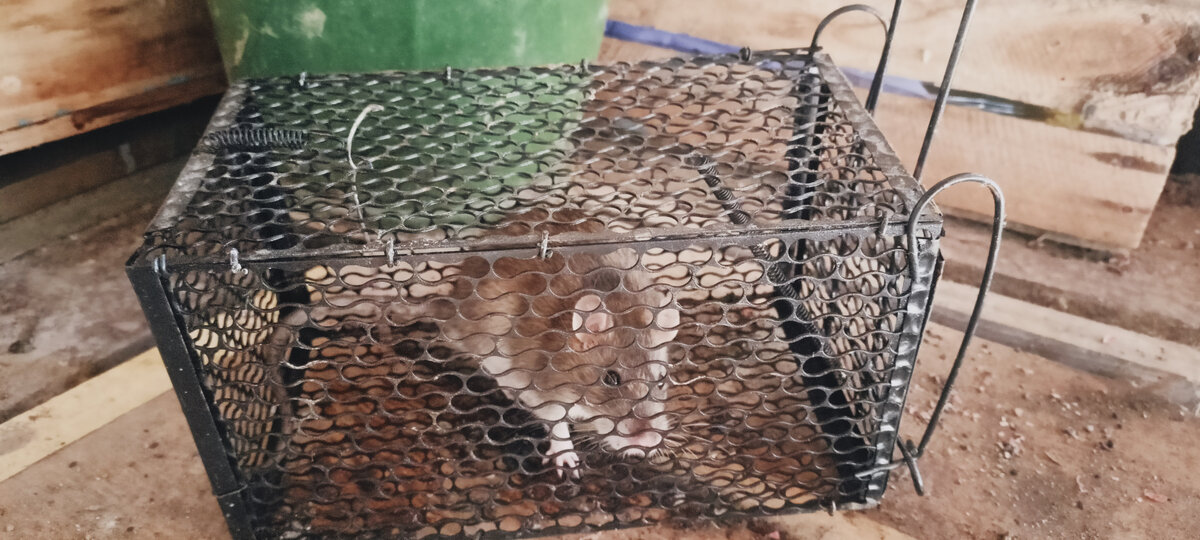 крыса в клетке 