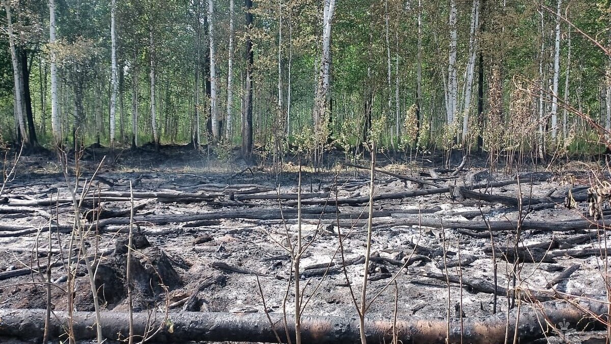     Природный пожар зафиксирован в Калтасинском районе, общая площадь возгорания составляет 6 га, сообщает пресс-служба МЧС РБ.