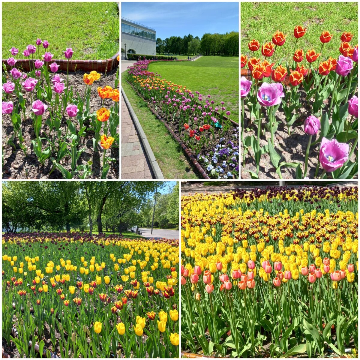 тюльпаны. Фото автора.