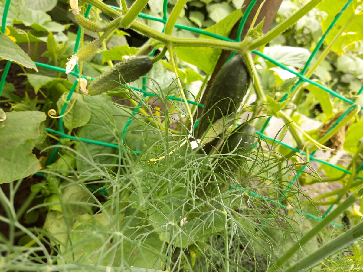 Огурчики после подкормки