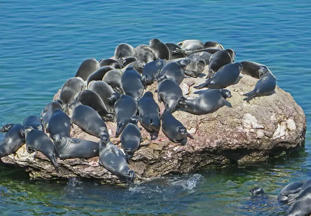 фото из интернет-источника 