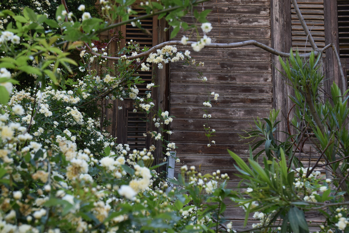 Весной весь остров утопает в цветах