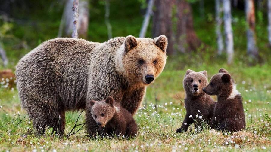Фото с сайта https://iz.ru/