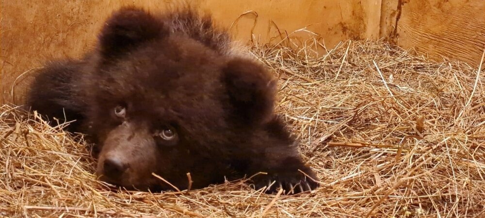    Малышка осталась без мамы. Фото: Министерство природных ресурсов, лесного хозяйства и экологии Пермского края