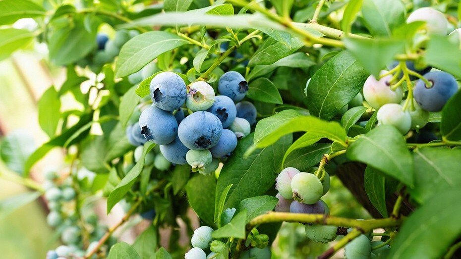 ShutterStock/Fotodom.ru 