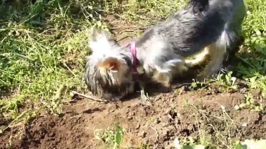 Осталось только фото любимца